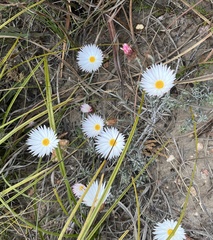 Helichrysum retortum