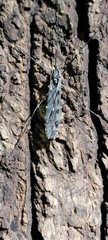 Tipula abdominalis