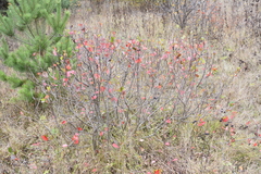 Aronia mitschurinii