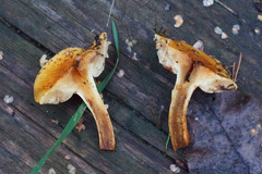Pholiota lucifera