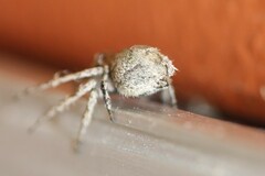 Hamataliwa grisea