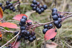 Aronia mitschurinii