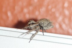 Hamataliwa grisea