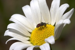 Holcopasites calliopsidis