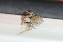 Hamataliwa grisea