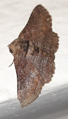 Pericyma