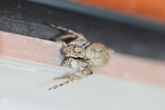 Hamataliwa grisea