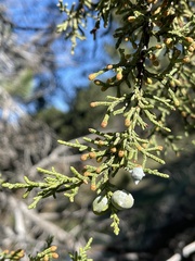 Juniperus osteosperma