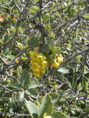Berberis chilensis