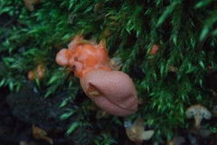 Lycogala