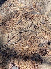 Thamnophis elegans elegans