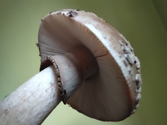 Amanita rubescens