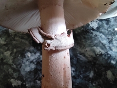 Amanita rubescens