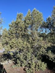 Juniperus osteosperma