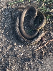 Hierophis viridiflavus