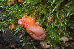 Lycogala