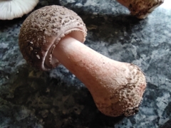Amanita rubescens