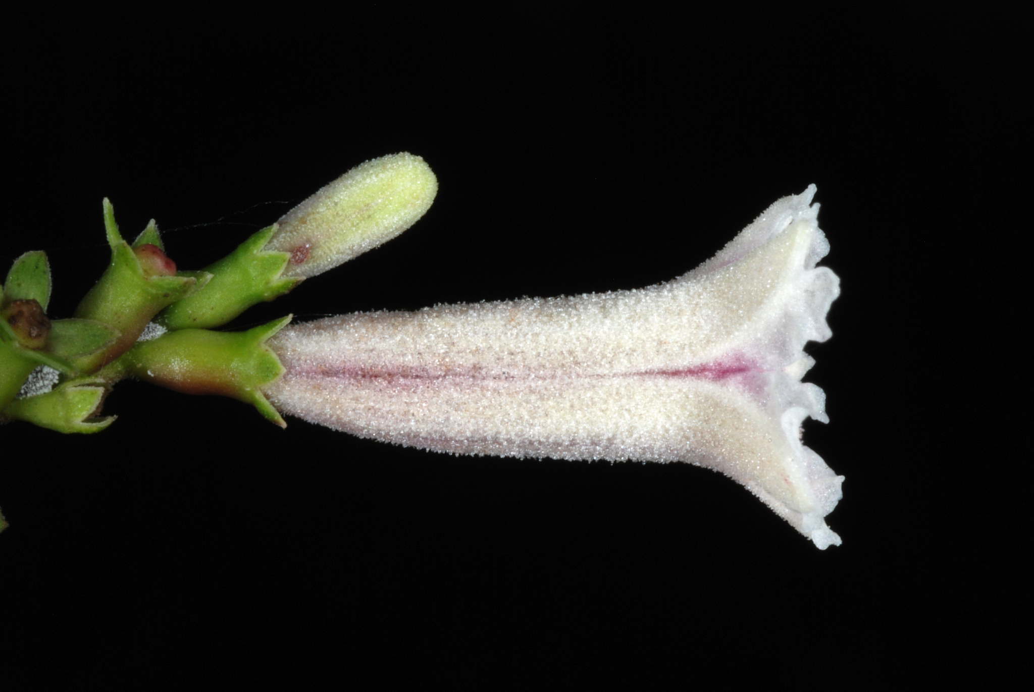 Paederia cruddasiana