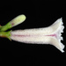 Paederia cruddasiana - Photo (c) Douglas Goldman, algunos derechos reservados (CC BY-NC), subido por Douglas Goldman