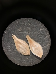 Carex sartwellii