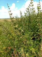 Urtica cannabina