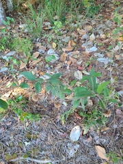 Helianthus resinosus