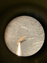 Carex sartwellii