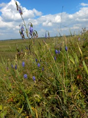 Adenophora stenanthina