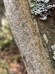 Chaenotheca ferruginea