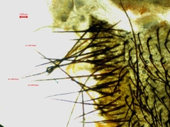 Scutellinia colensoi