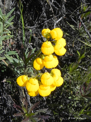 Calceolaria integrifolia