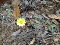 Andryala integrifolia
