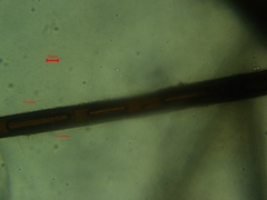 Scutellinia colensoi