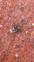 Pseudeuophrys erratica