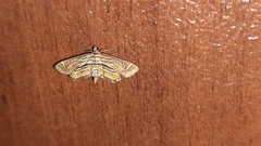 Acentropinae