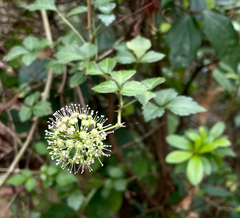 Eleutherococcus trifoliatus