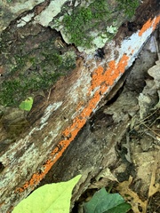Myxomycetes