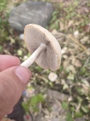 Candolleomyces candolleanus