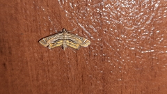 Acentropinae