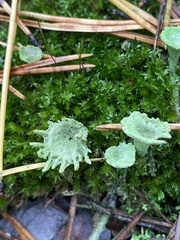 Cladonia fimbriata