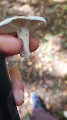 Hygrophorus eburneus