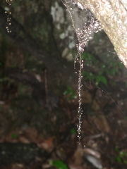 Marasmius crinis-equi