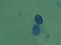 Scutellinia colensoi