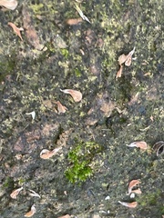 Hyophila involuta