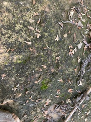 Hyophila involuta