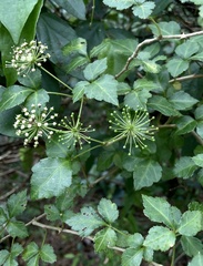 Eleutherococcus trifoliatus