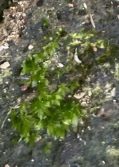 Hyophila involuta