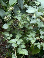 Eleutherococcus trifoliatus