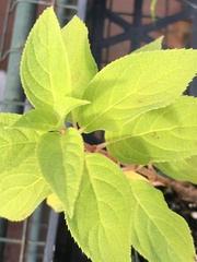 Hydrangea paniculata