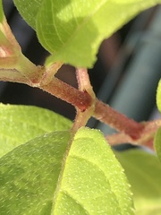 Hydrangea paniculata